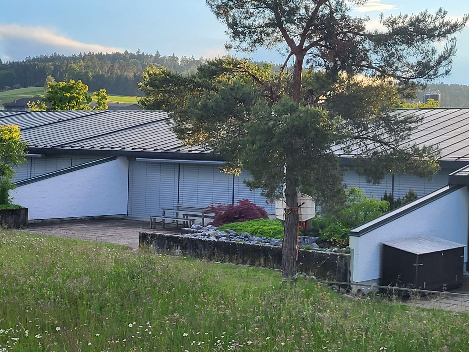 Föhre vor den Schultrakten, im Hintergrund Wald und Felder